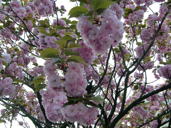 八重桜が満開２