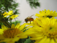 菊と蜜蜂