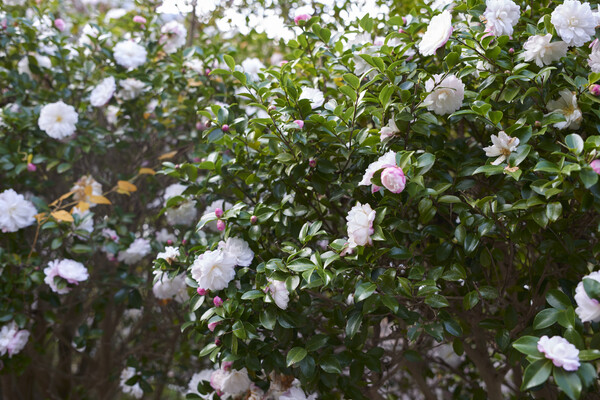 ④_(RAWから現像 カラー)