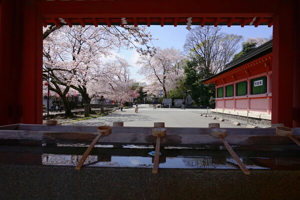 手水場からの桜を望む