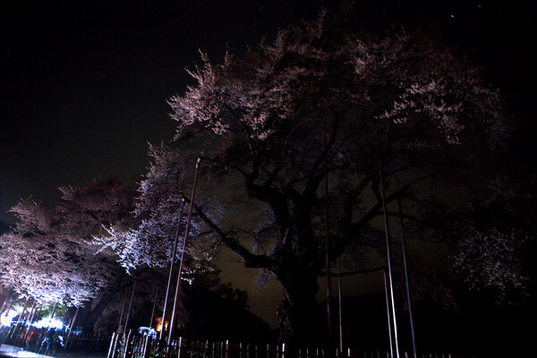 【桜】2009/04 結果報告