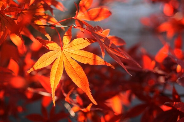 透過光の　紅葉の葉