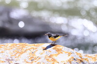 キセキレイ親鳥がエサを咥えて