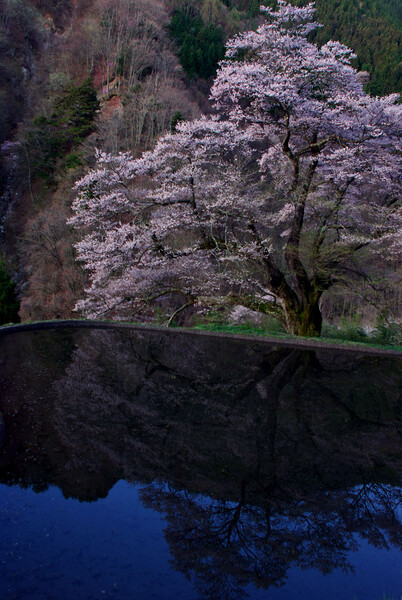 目覚める駒つなぎの【桜】