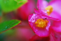 ベゴニアの花に付いた雨滴