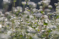 秋の朝の丸ボケ