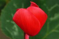 【肌 】赤い花