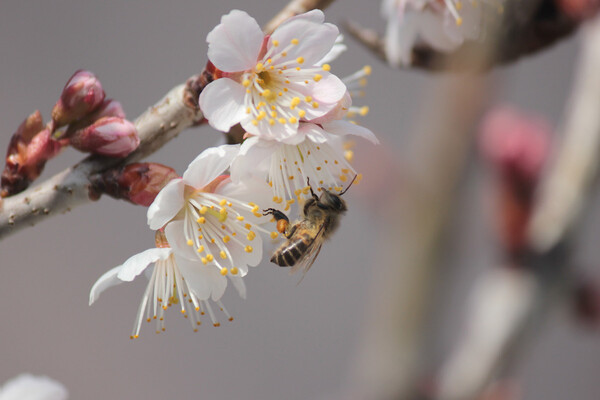 白梅と蜜蜂
