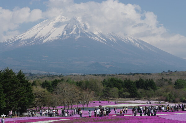 富士山芝桜まつりⅡ