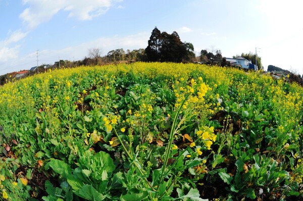 1月に　菜の花が。。