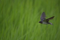 ツバメさん＠K100D&ケンコー「ミラーレンズ 500mm F6.3 DX」