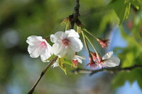 名残の桜（その２）