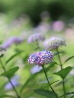 神戸の植物園で