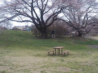 テーブルの奥の桜～長峰公園にて