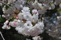 今が満開、八重桜