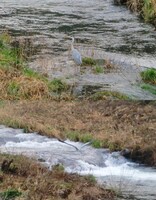 長谷川であった青サギ