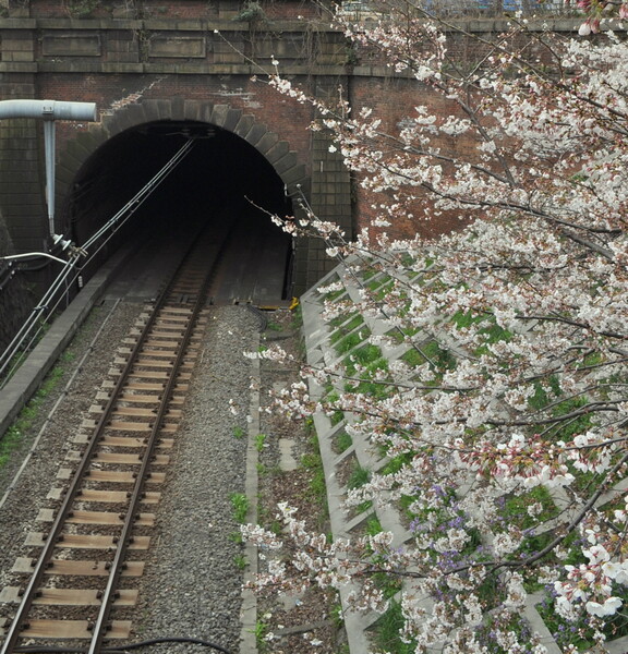 【桜】桜と煉瓦造トンネル