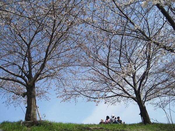 【花のある情景】桜一番乗り