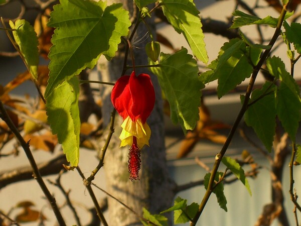【花の有る情景・冬】チロリアンランプ