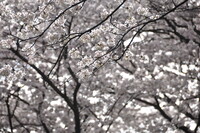 【桜】それぞれの花弁
