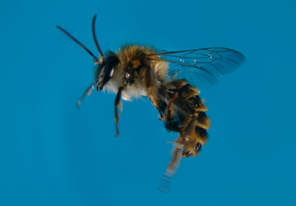 Bee or wasp