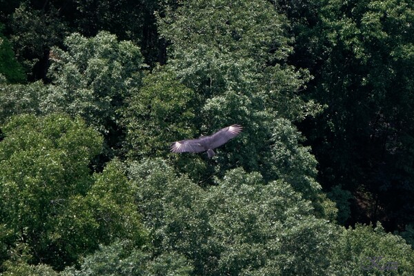 Black Vulture