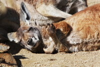 【やすらぎ】のカンガルー