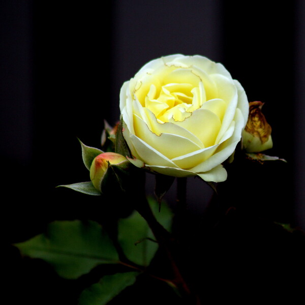黄色なバラ 