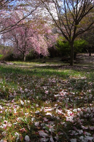 枝垂れ桜の絨毯