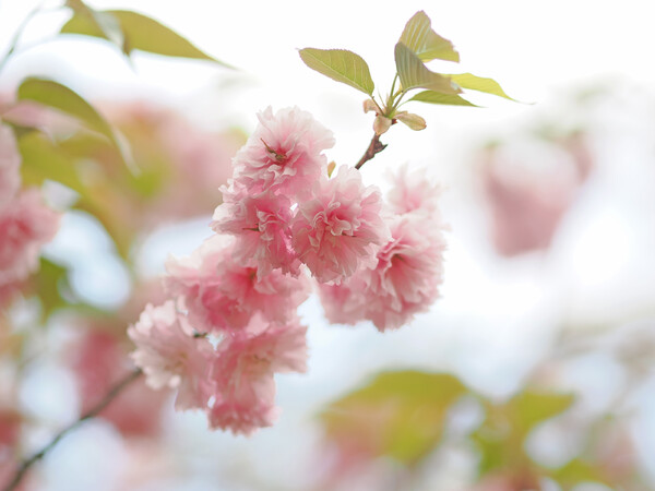 八重の桜５