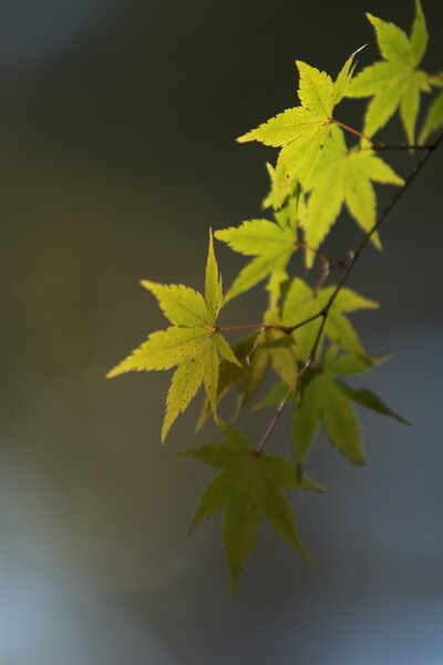 秋の緑葉