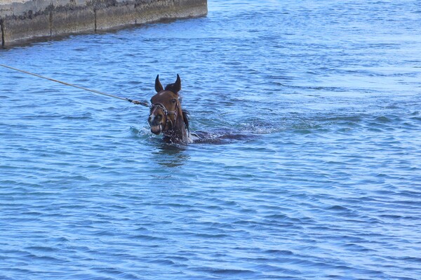 【解放感】海馬がゆく