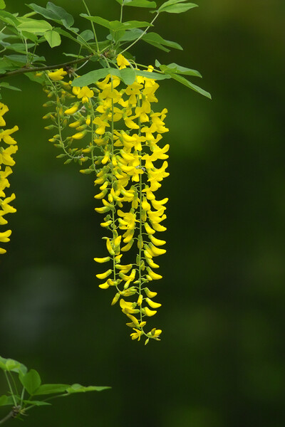 黄色の「フジ」の花　？