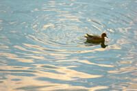 夕暮れ水面の鴨