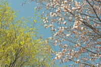 桜＆葉