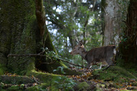 奈良の鹿（２）