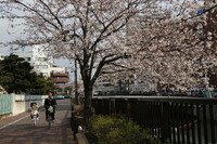 【春】桜下道