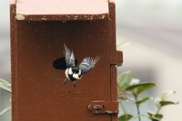 シジュウカラの育児日記