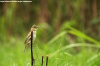 オオヨシキリ（成鳥）