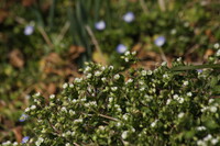 ハコベが花盛り