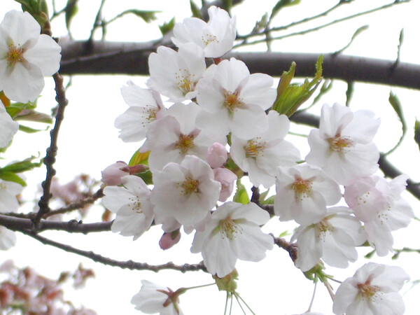 papuruさんの綺麗な桜