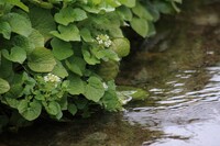 わさびの花