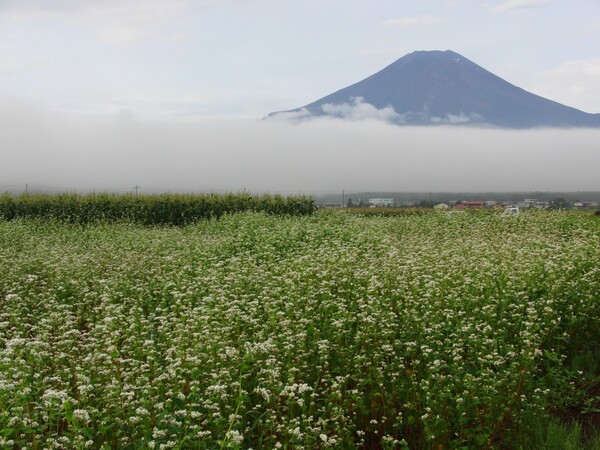 蕎麦の花と富士の山