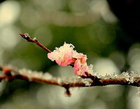 雪を纏った桜