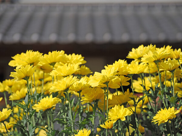 笠間の菊まつり〜黄色〜