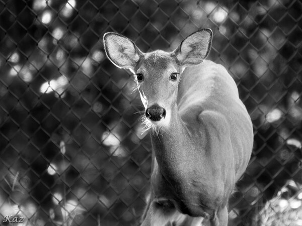 【白黒写真】我が家の居候鹿さん