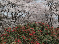 【おだやかに・・・春】 日本の桜、日本の椿