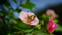 夏の名残・・・