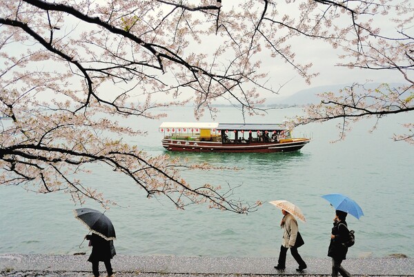観桜船