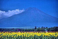 富士山と日傘とひまわり